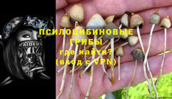 PSILOCYBIN Армянск
